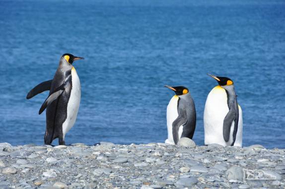 Dia de sol e mar azul em St Andrews Bay, na Geórgia do Sul